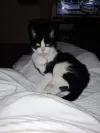pet-image