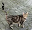 pet-image