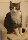 pet-image