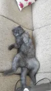 pet-image