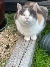 pet-image