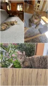 pet-image