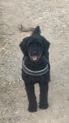 pet-image