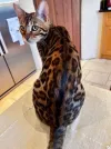 pet-image