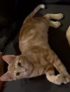 pet-image