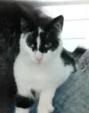 pet-image