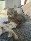 pet-image