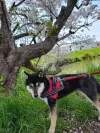 pet-image
