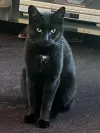pet-image