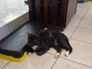 pet-image