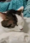 pet-image
