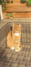 pet-image