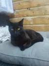 pet-image
