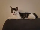 pet-image