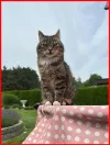 pet-image
