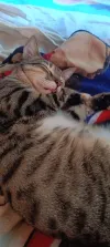 pet-image