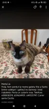 pet-image