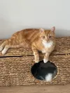 pet-image