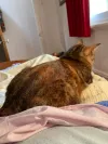 pet-image