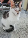 pet-image