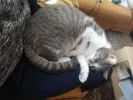 pet-image