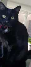 pet-image