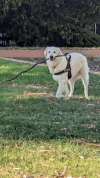 pet-image