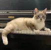 pet-image