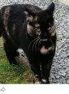 pet-image