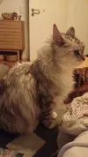 pet-image