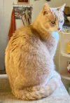 pet-image
