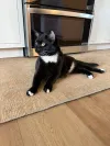 pet-image