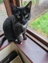 pet-image