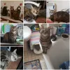 pet-image