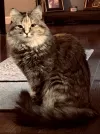 pet-image