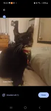 pet-image