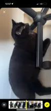 pet-image