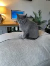 pet-image