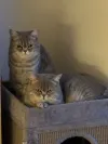 pet-image