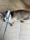 pet-image