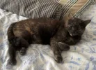 pet-image
