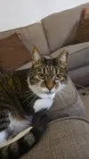pet-image