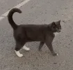 pet-image