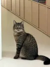 pet-image