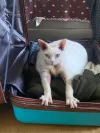pet-image