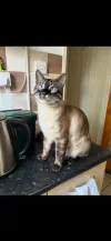 pet-image
