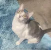pet-image