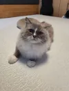 pet-image