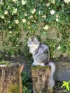 pet-image
