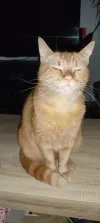 pet-image